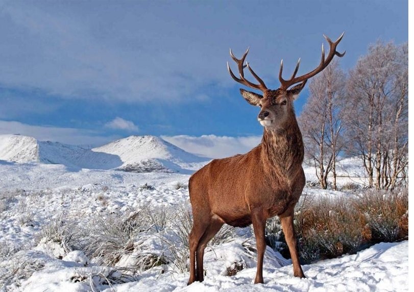 arindampaul1224's tweet photo. The Hangul is native to India and is found in the dense riverine forests and high valleys of Kashmir and northern Chamba. It is a subspecies of the red deer and also the state animal of erstwhile Jammu and Kashmir state.
Critically endangered Kashmir Stag
#AnimalsOfIndia https://t.co/PI4N34Xhxt