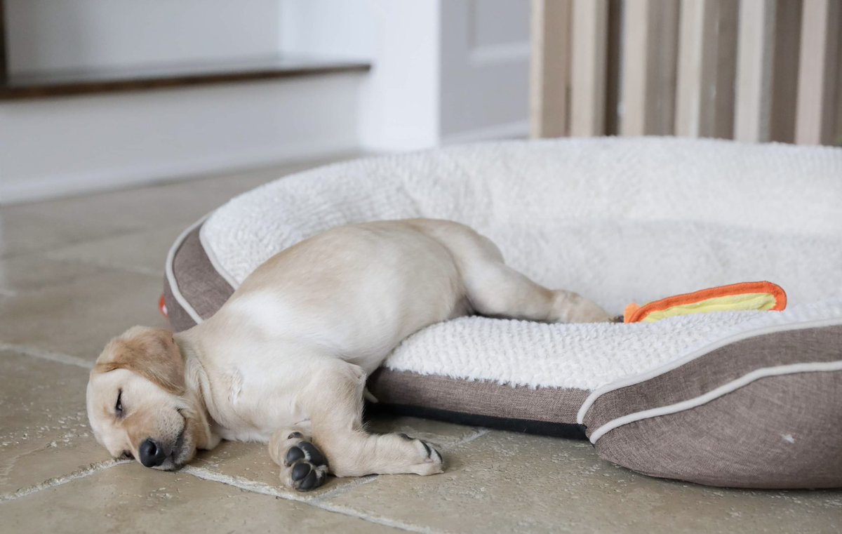 lovewithlabs's tweet photo. No need for a luxury bed here. The floor is fine 

🐾 Willow

#DogsofTwittter #yellowlablove #puppy #puppies https://t.co/Hut1bFQt7k