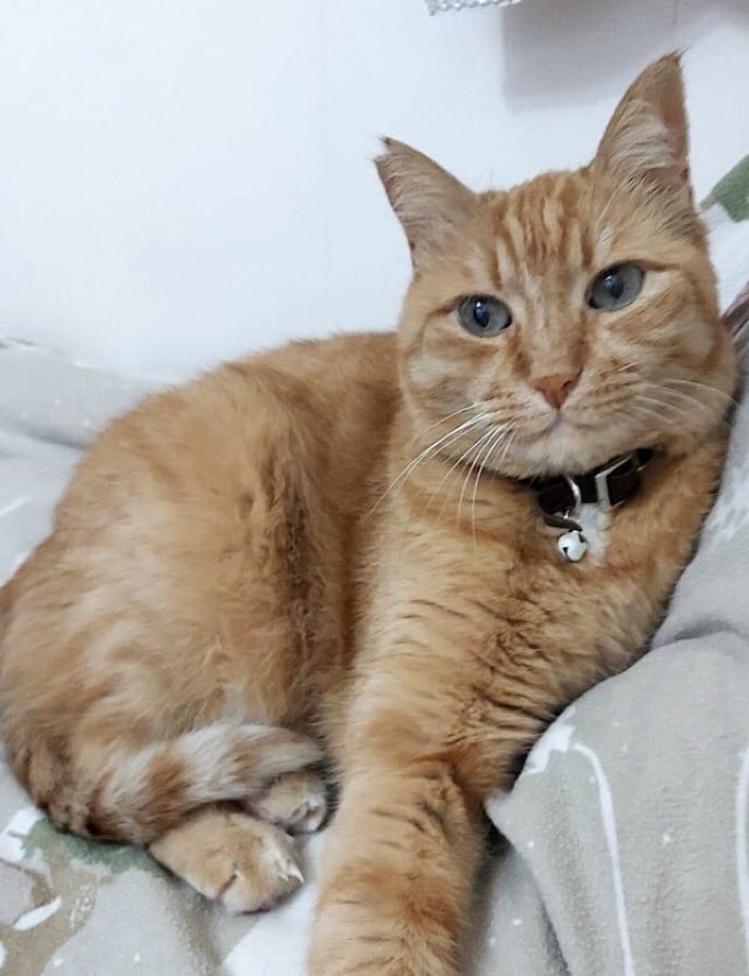 RT <a href="/feriskeletor/">ajutaj</a>: 15 yaşında sari renkli, kesik kulaklı, nazar boncuklu tasması ve yeşil gözleri olan erkek kedi, 25 Nisan günü İzmir Karşıyaka Girne Caddesi Aksoy Mahallesi civarında kaybolmuştur.Görenlerin bize 0507 657 23 18 numarasından ulaşmasını ri…