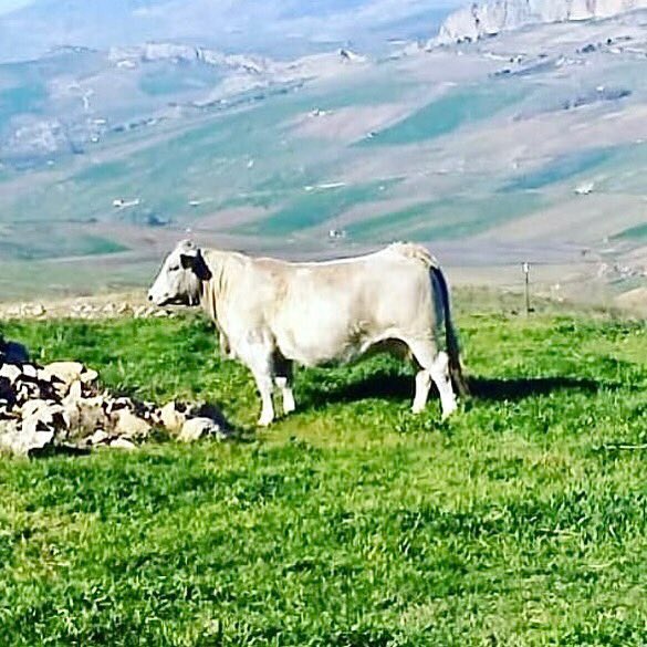 Meat_Cernobbio's tweet photo. La carne che abbiamo scelto per il prossimo Fuorilista è la Duchessa Siciliana 🔝
Prenota subito il tuo tavolo👇👇
https://t.co/QNXH04UONW
#comoburger #cernobbio #lakecomo #carnipregiate #meat #duchessa #fuorilista #bestburgerintown https://t.co/GRGgpasLVW