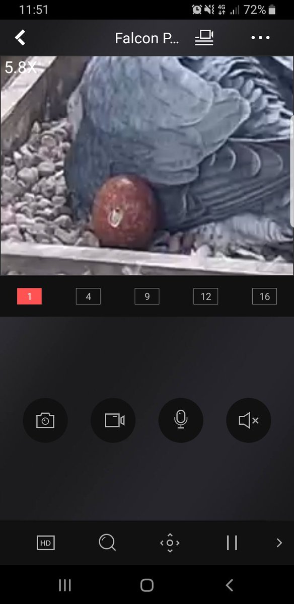 Could it be??? <a href="/WKWT/">Warwickshire Wildlife Trust</a> <a href="/RLSTownCouncil/">Royal Leamington Spa Town Council</a> <a href="/WKWT/">Warwickshire Wildlife Trust</a> @BelvoirLeamSpa