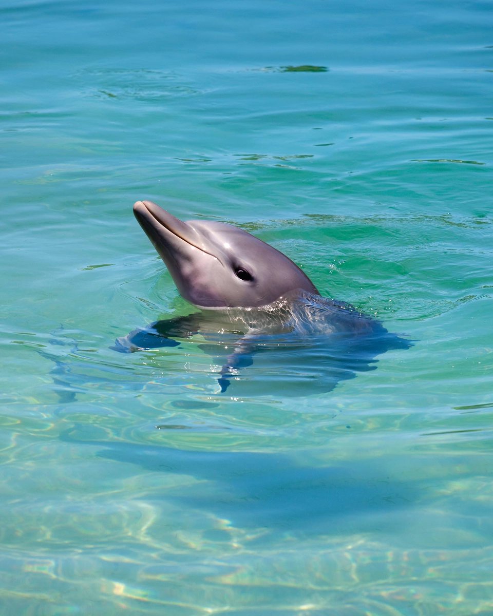 Travelmarvel_TM's tweet photo. Discover #WesternAustralia’s #SharkBay, where rugged coastlines meet seas brimming with marine life. Stand in the shallows and witness a wild bottlenose dolphin feeding at #MonkeyMia. #Travelmarvel #Traveliscalling #Wanderoutyonder https://t.co/D1DsWiK8ON