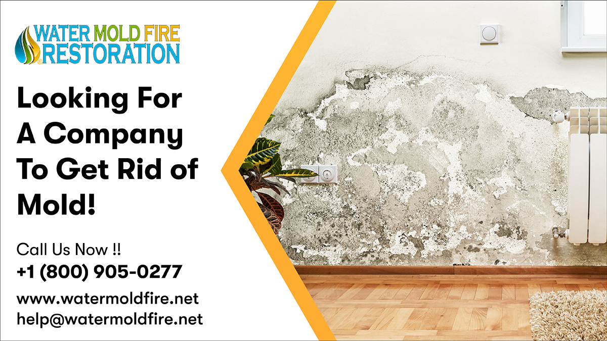 Cleanup after a traumatic event is not an easy task! We have made your problem sorted of cleaning a traumatic place. Get the best services at the best rates possible from Water Mold Fire.
Call:- 800-905-0277
Mail:- help@watermoldfire.net
Visit:- pos.li/2ia7vo