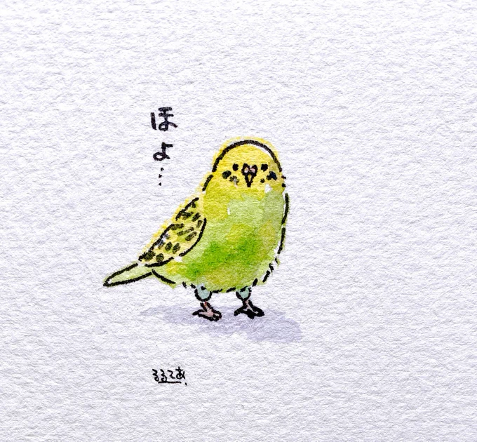 背黄青鸚哥 
