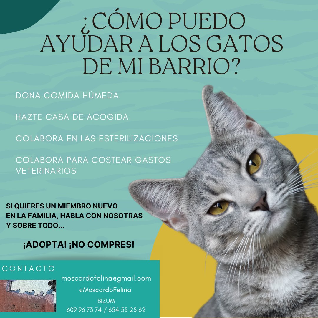 AVVBarrioMosca's tweet photo. Es fundamental visibilizar el gran trabajo que hacen las entidades, grupos y personas particulares por las colonias felinas de nuestro entorno. 🐾
Con pequeños actos se pueden hacer grandes cosas.
Si deseas donar comida, puedes acercarla a nuestro local.
#Usera 
#Hacemosbarrio https://t.co/MbZy52G6Uf