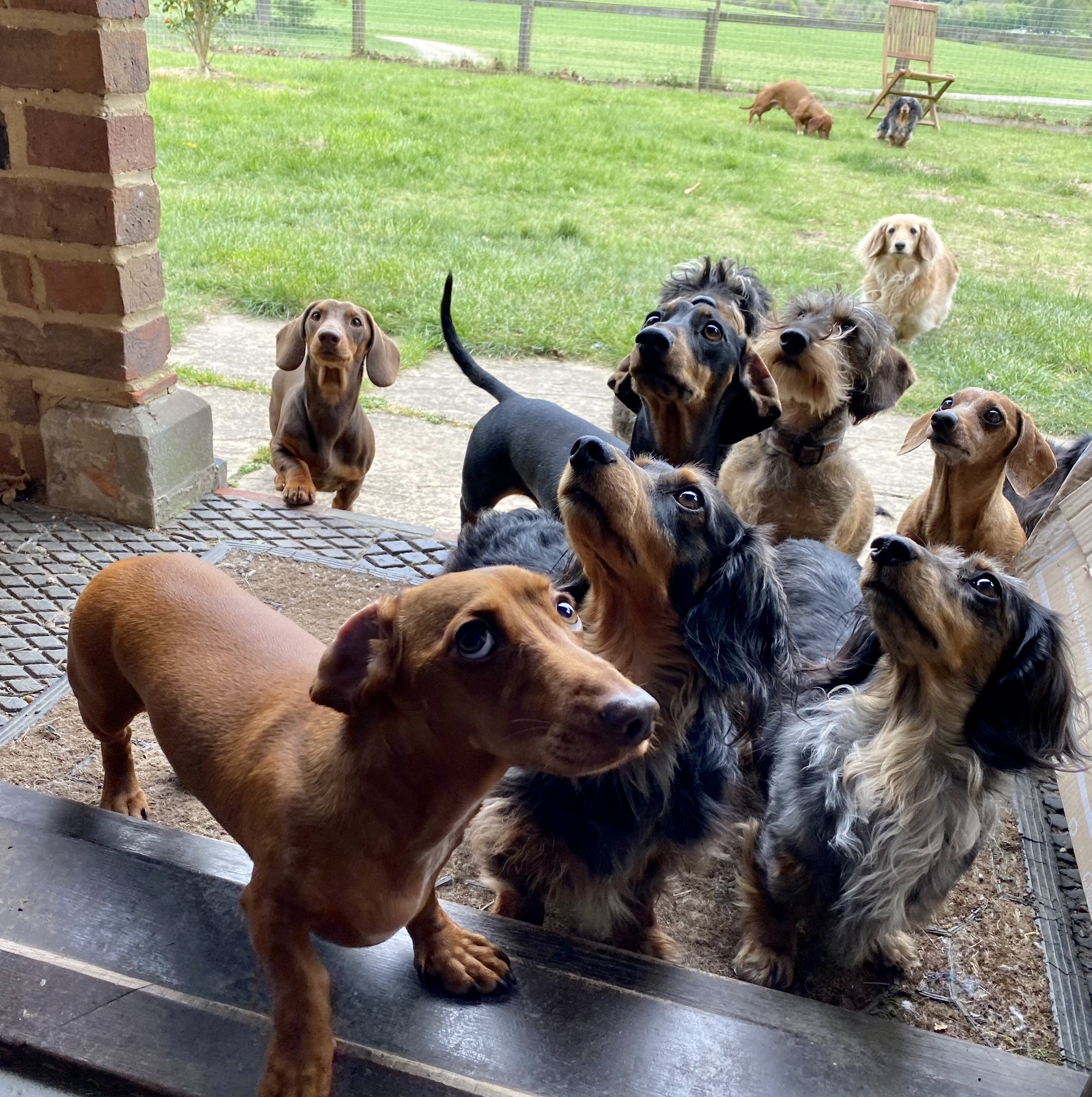 Sausage Dog Hotel on Twitter "Gathering in the hope of a mid morning snack… https//t.co