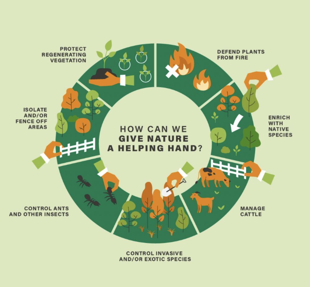 IPBES's tweet photo. Nature has the power to grow back on its own, but we can speed up the process with a little help.

Learn about assisted natural regeneration and its role in achieving global #biodiversity targets &amp; more 🌡️🌳

via @restoreforward https://t.co/pSwHmhOedE https://t.co/ixkSPTIK1u