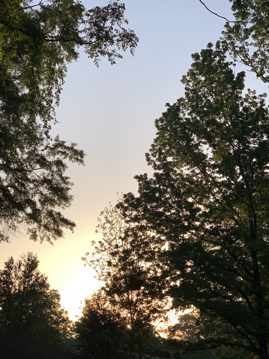 okamoto_sandra's tweet photo. Good morning, Columbus! #ColumbusGA #mydailyphoto #04/28/2022 #2022project #clearbluesky #sunrisingthroughthetrees #chillyagain #drierair #tinybreeze #birdsveryloud #owlhooting #roostercrowing #neighborsdogsbarking https://t.co/7VcADHYnI3
