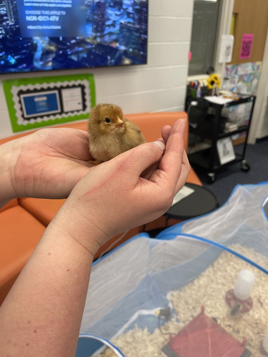 lvs2teachmc's tweet photo. New friends in the IDC this week are captivating everyone! https://t.co/u3mbJYrIXw