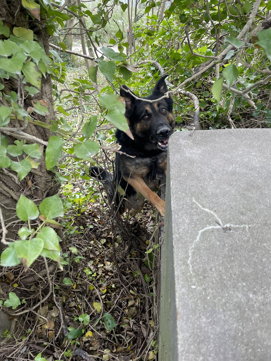 PoliceDogDorset's tweet photo. PD Tag started the week down in @DC_Police, refreshing his FSD skills. 🐕
#OD741 team returned yesterday and located property from an alleged Robbery; whilst two were detained by Western officers and taken to custody 🐾

#FSD #GSD #dorsetpolice #policedogs #thenoseknows https://t.co/vEVSKa3j3B