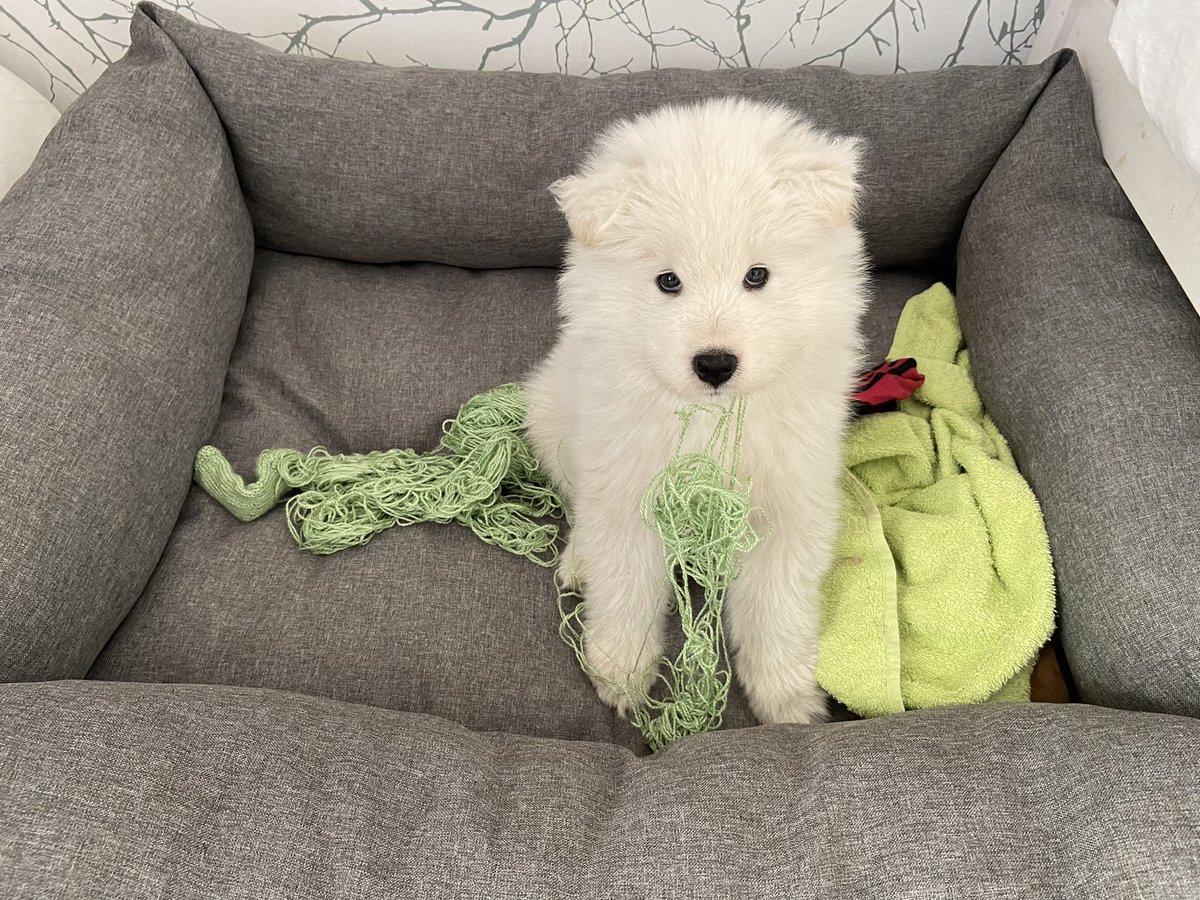 SamojediTiko's tweet photo. How was I supposed to know that I’m not allowed to play with #knitting yarn?! #knittingwithdogs #puppylife #samoyed #samojedi #koiranpentu https://t.co/GEn7aU83Ly