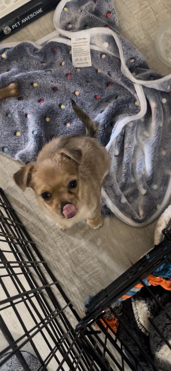 waterblocknyc's tweet photo. My new favorite living thing #pupperLife https://t.co/yQfLPC6cKh