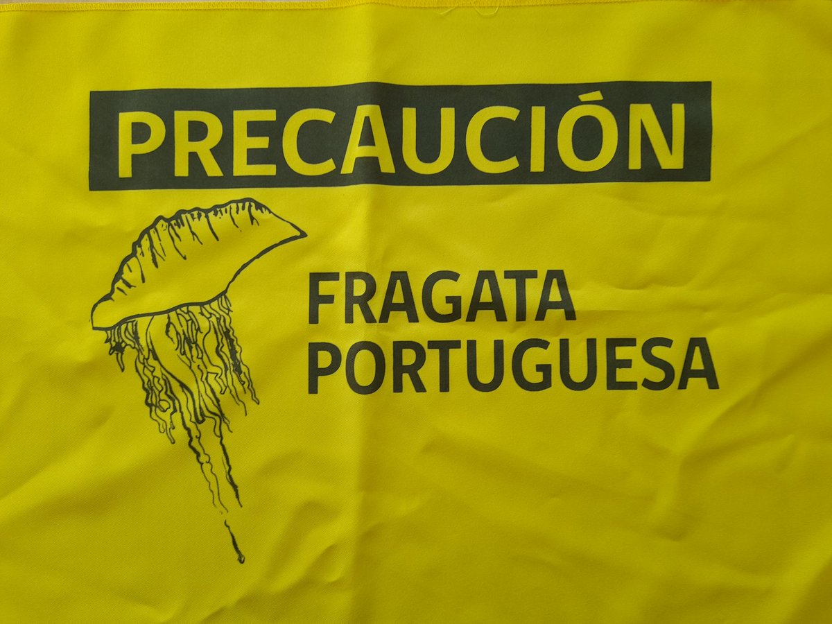 Informamos a la comunidad de Los Vilos, que en playa amarilla hemos avistado 100 ejemplares de Fragata Portuguesa, por lo que solicitamos a la población evitar contacto con  estas especies, por grave riesgo a la salud,  <a href="/maritgobcoq/">Gob. Marítima de Coquimbo</a> <a href="/SeremiSalud_Coq/">Seremi Salud Coquimbo</a> <a href="/MunicipLosVilos/">Municipio Los Vilos</a> <a href="/DGTM_Chile/">DIRECTEMAR - Armada de Chile</a>