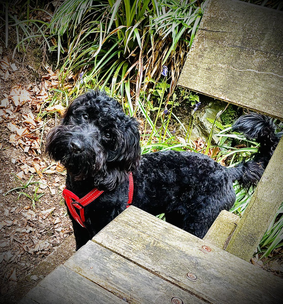 InSybill's tweet photo. Mummy and me went for a walk today at Groudle Glen. There was a stream which I stayed away from and purple flowers which smelled loverly. We had the best time #DogsofTwittter #dog #puppy #groudleglen #isleofman https://t.co/TrGfmqCRr2