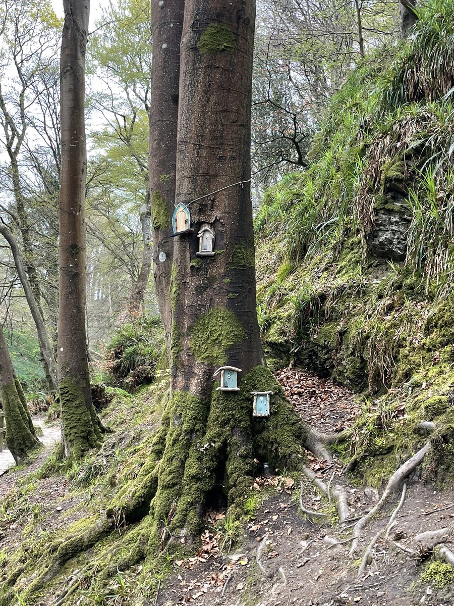 InSybill's tweet photo. Mummy and me went for a walk today at Groudle Glen. There was a stream which I stayed away from and purple flowers which smelled loverly. We had the best time #DogsofTwittter #dog #puppy #groudleglen #isleofman https://t.co/TrGfmqCRr2