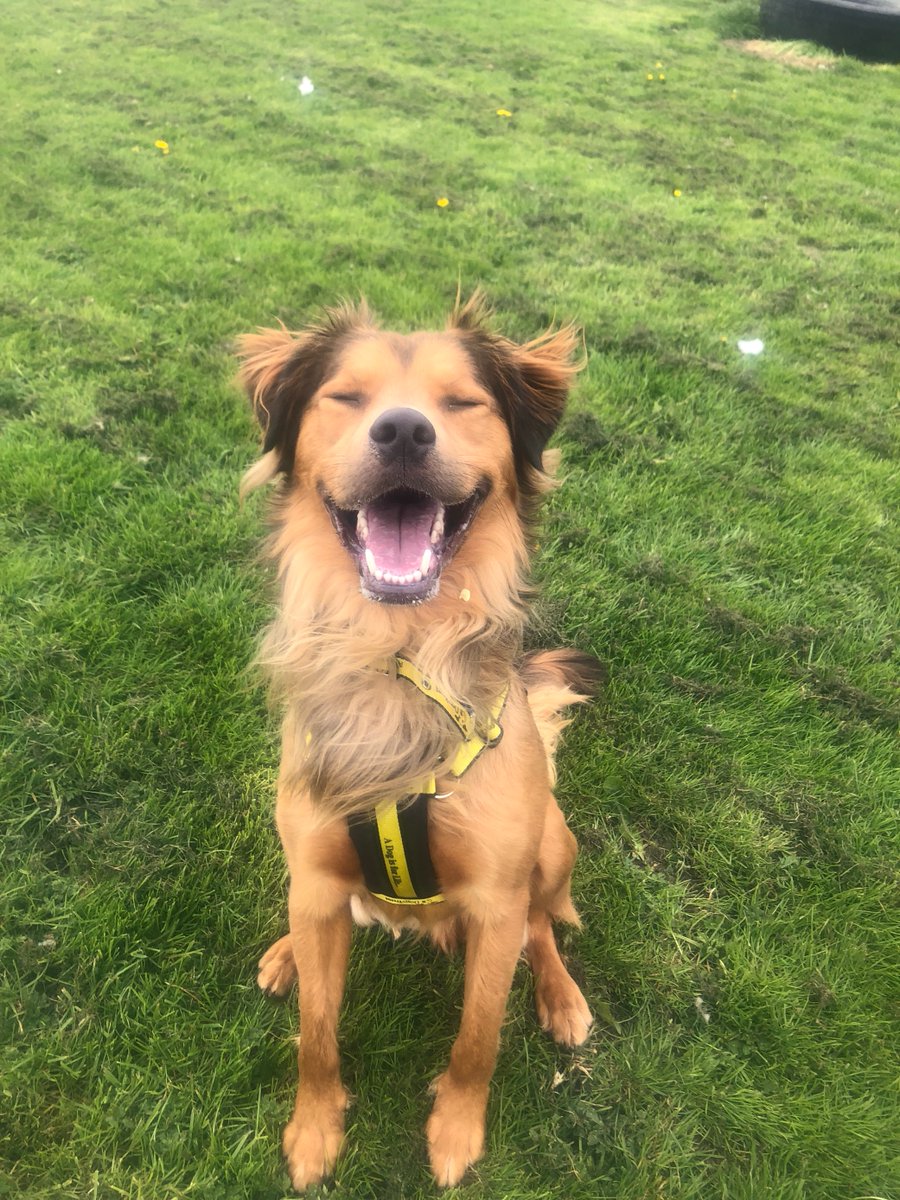DogsTrust_IE's tweet photo. Sandy is our sunshine and never fails to make us smile 🌞
Give this gorgeous guy a home and you'll have sunshine all year long: https://t.co/uw0pAeK7gH
#SunshineSandy #AdoptDontShop https://t.co/dJiISygyCI