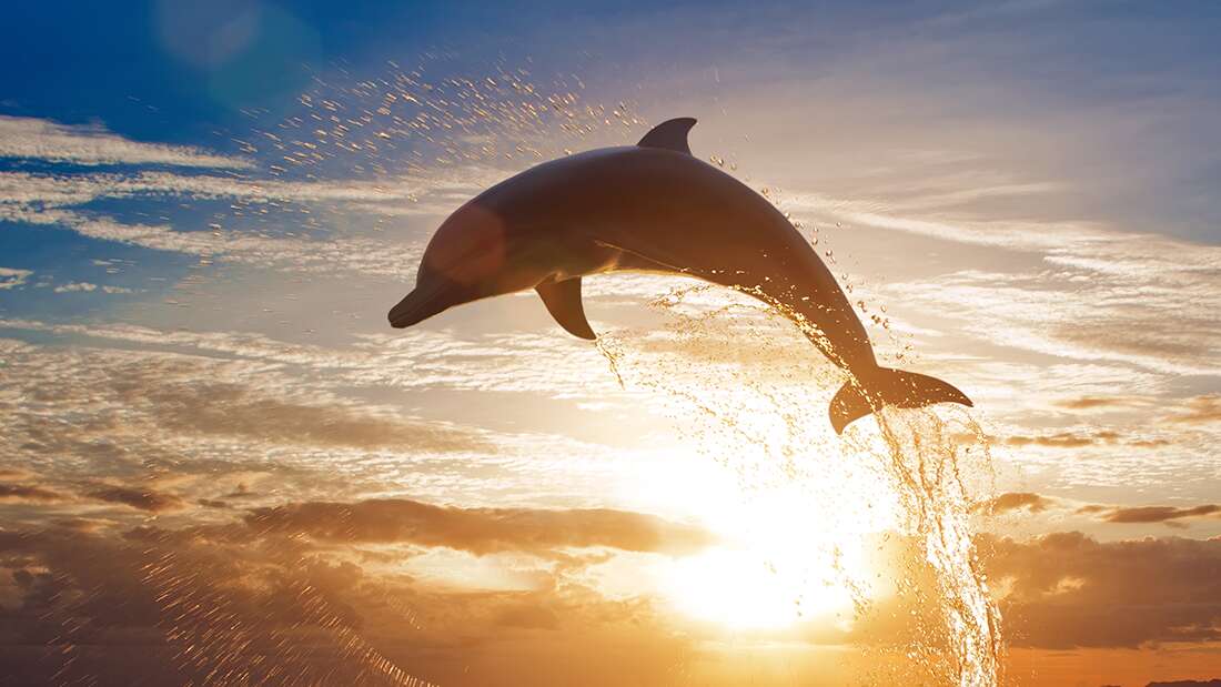 IFLScience's tweet photo. Russia Has Deployed Dolphins In The War Against Ukraine

https://t.co/VmnKjowIVO https://t.co/en7162TSpL