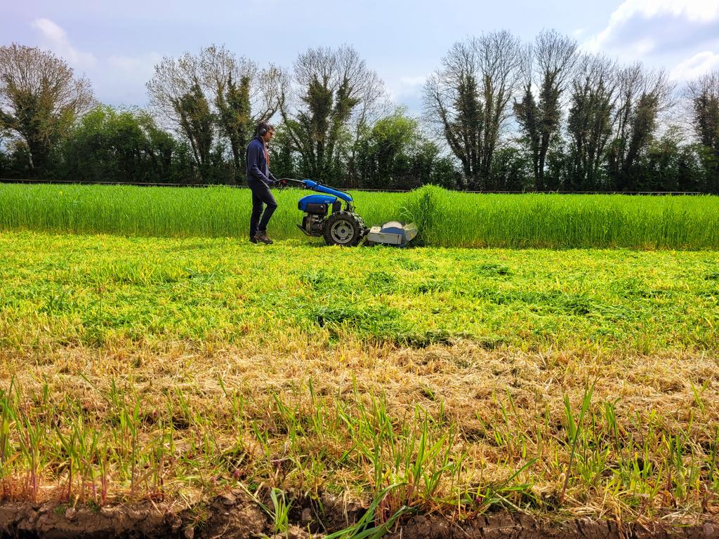 vegieguy's tweet photo. Flail mowing a cover crop of cereal #rye &amp; #Phacelia today at #ballincareyfarm prior to ploughing the land for some late season plantings. 
#greenmanure https://t.co/JeWdFO1eF0