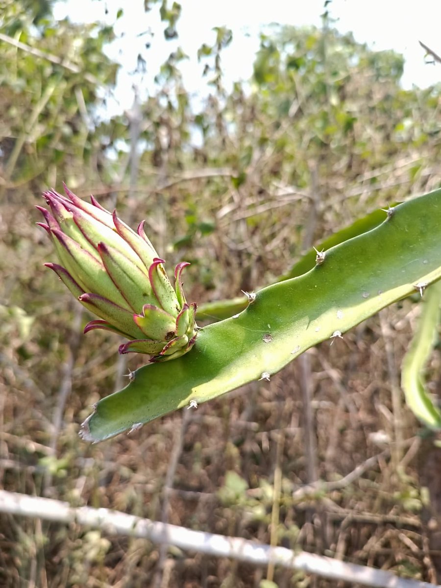OLM_Antyoday's tweet photo. Who said Dragon fruit cannot be grown in Odisha?

The members of Maa Sarala SHG in #Ganjam are growing dragon fruits to sell its seeds through their community nursery. #OLM under Dept. of #MissionShakti has extended financial, establishment and seed procurement support to the SHG https://t.co/GY9Oj1LhOR
