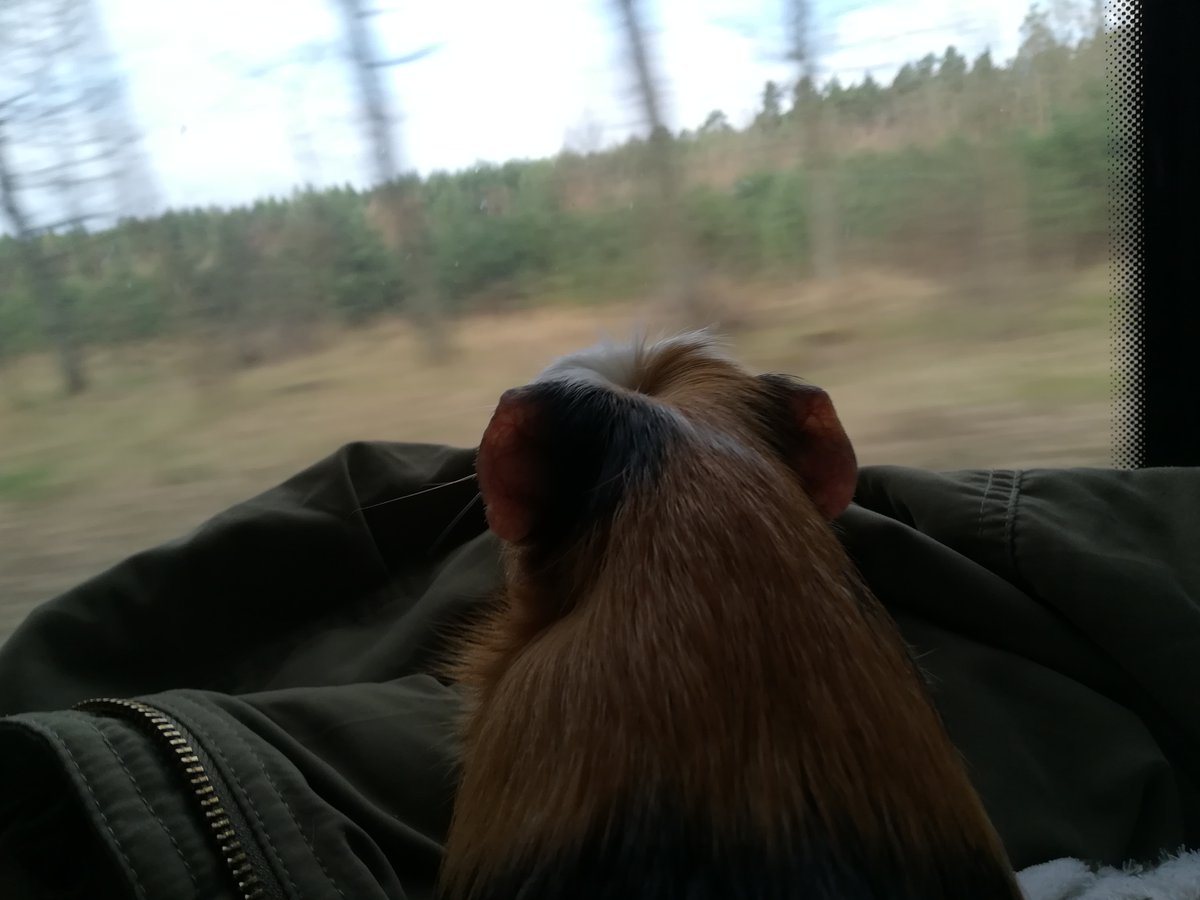 TheMessMess's tweet image. Time to adventure 🚃