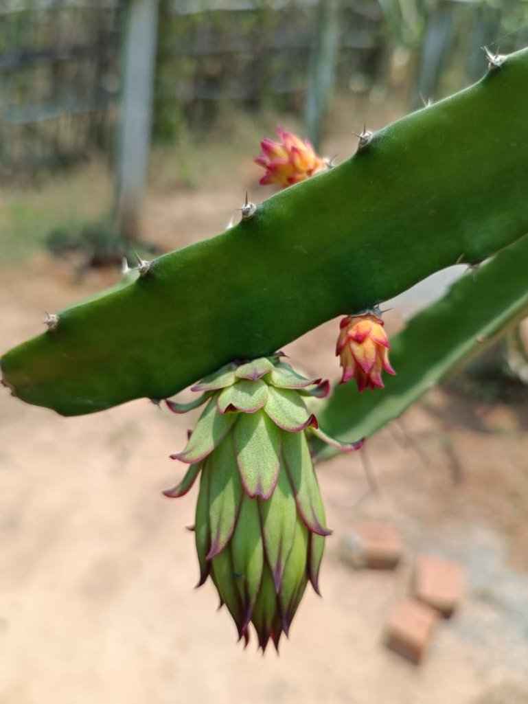 OLM_Antyoday's tweet photo. Who said Dragon fruit cannot be grown in Odisha?

The members of Maa Sarala SHG in #Ganjam are growing dragon fruits to sell its seeds through their community nursery. #OLM under Dept. of #MissionShakti has extended financial, establishment and seed procurement support to the SHG https://t.co/GY9Oj1LhOR