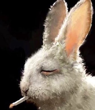 2longRabbit's tweet image. #NewProfilePic