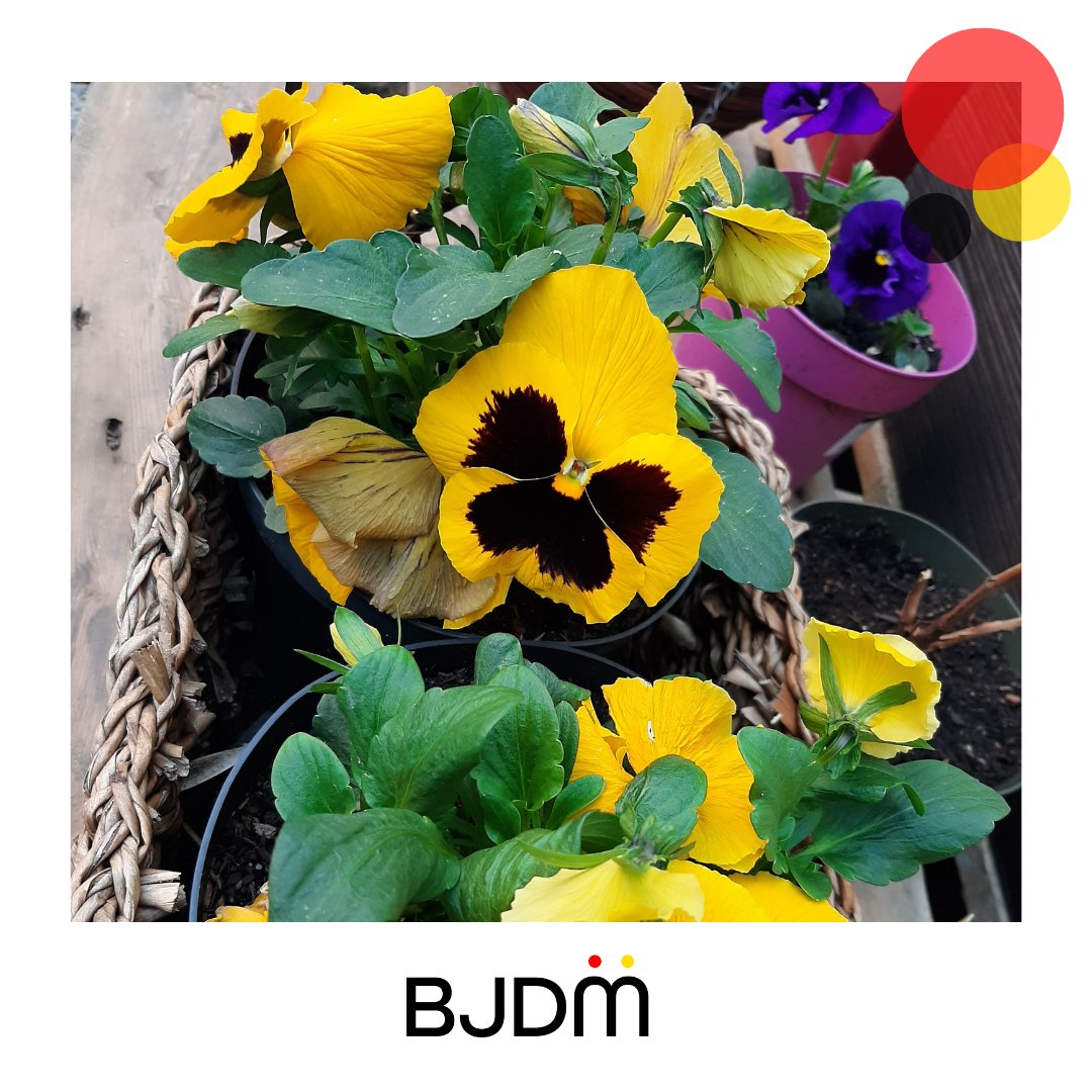 BJDMZMMN's tweet photo. 🇩🇪 Am 21.05. öffnen wir wieder unseren Garten. 🌳🌷 Neue Blumen, neue Materialien - wir planen und arbeiten schon. 😃 Den Endeffekt kann man dann am 21.05. bewundern! 🌸🌞

#BJDM #ZMMN #Jugend #MlodziezMN #Opole #Oppeln #SKGD #TSKN #Konopnicka6 #BJDMGarten https://t.co/1Owq4O3c7z
