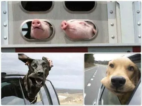 Where do we draw the line as to which animals to love and protect, and which ones to eat?  It is your choice and your choice alone.

I don't see a difference. Do you? 🤔