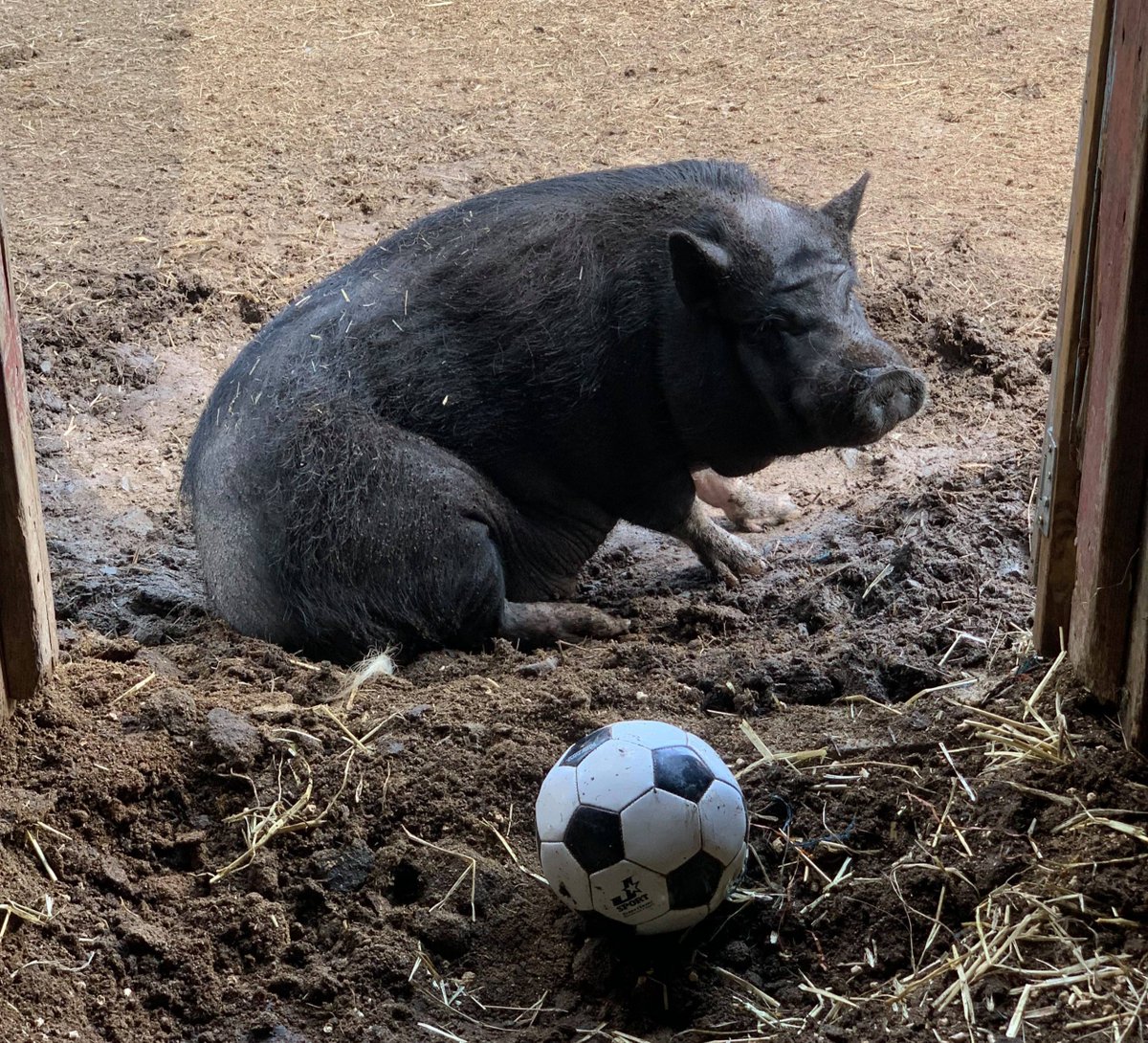 petsalive's tweet photo. Brewster says he's gonna sit here and not move until the sun comes out again!
We know as soon as breakfast is ready, he'll come running...
Partly cloudy skies. High around 50F. Winds NW at 10 to 20 mph.
#WeatherPig #Weather #NoAprilShowers #ButNoSun #SadPig https://t.co/mxaLm28WjL