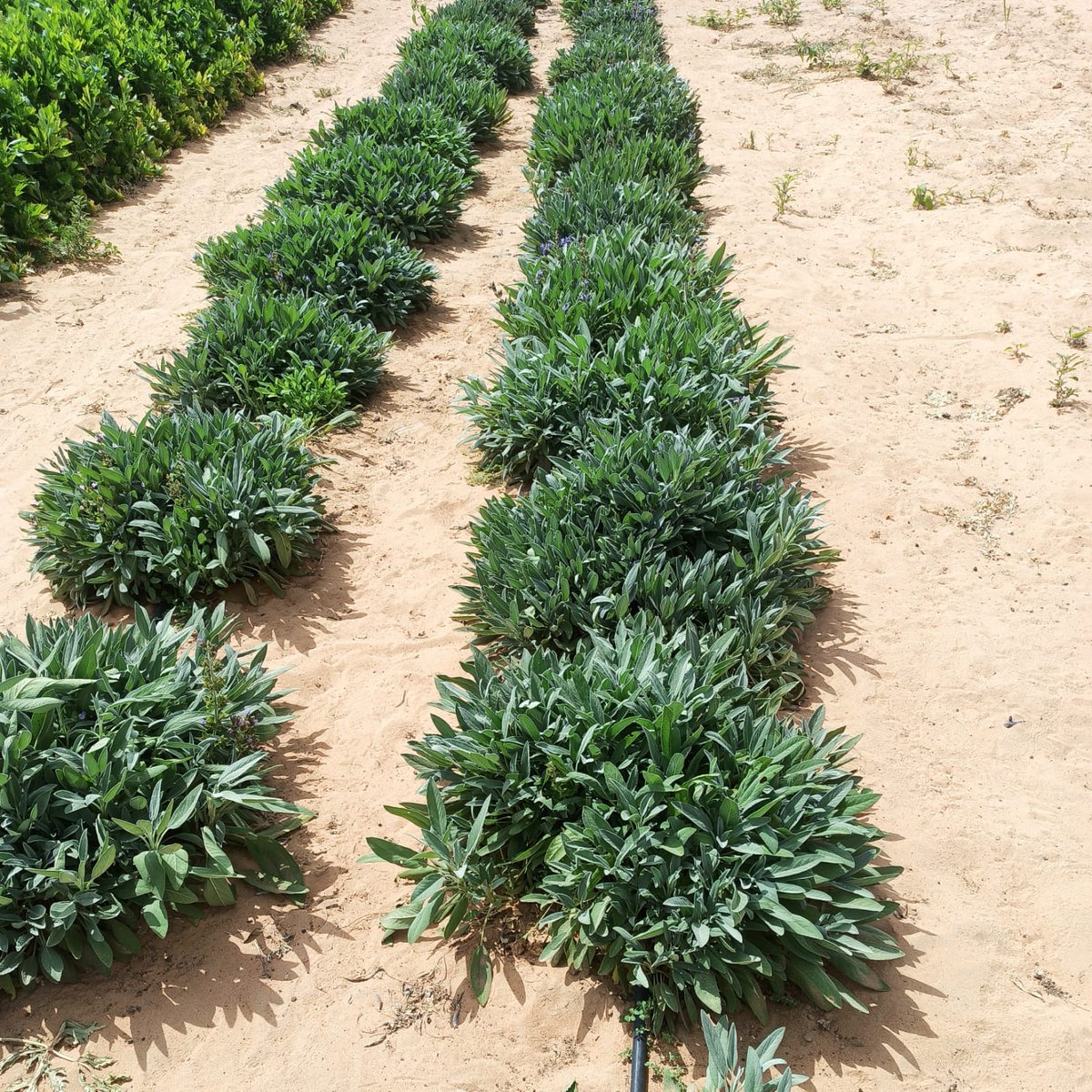 LOCOFOODUAE's tweet photo. Organic sage from LocoFood farms in Al Hayer, UAE

LocoFood Box delivery schedule:
Mondays - Dubai
Wednesdays - Abu Dhabi
Thursdays - Al Ain

Order weekly delivery at https://t.co/9rawEqL5U6 / 050-2278848

@locofooduae #alwayslocal #alwaysorganic https://t.co/tUvsxS5ESE