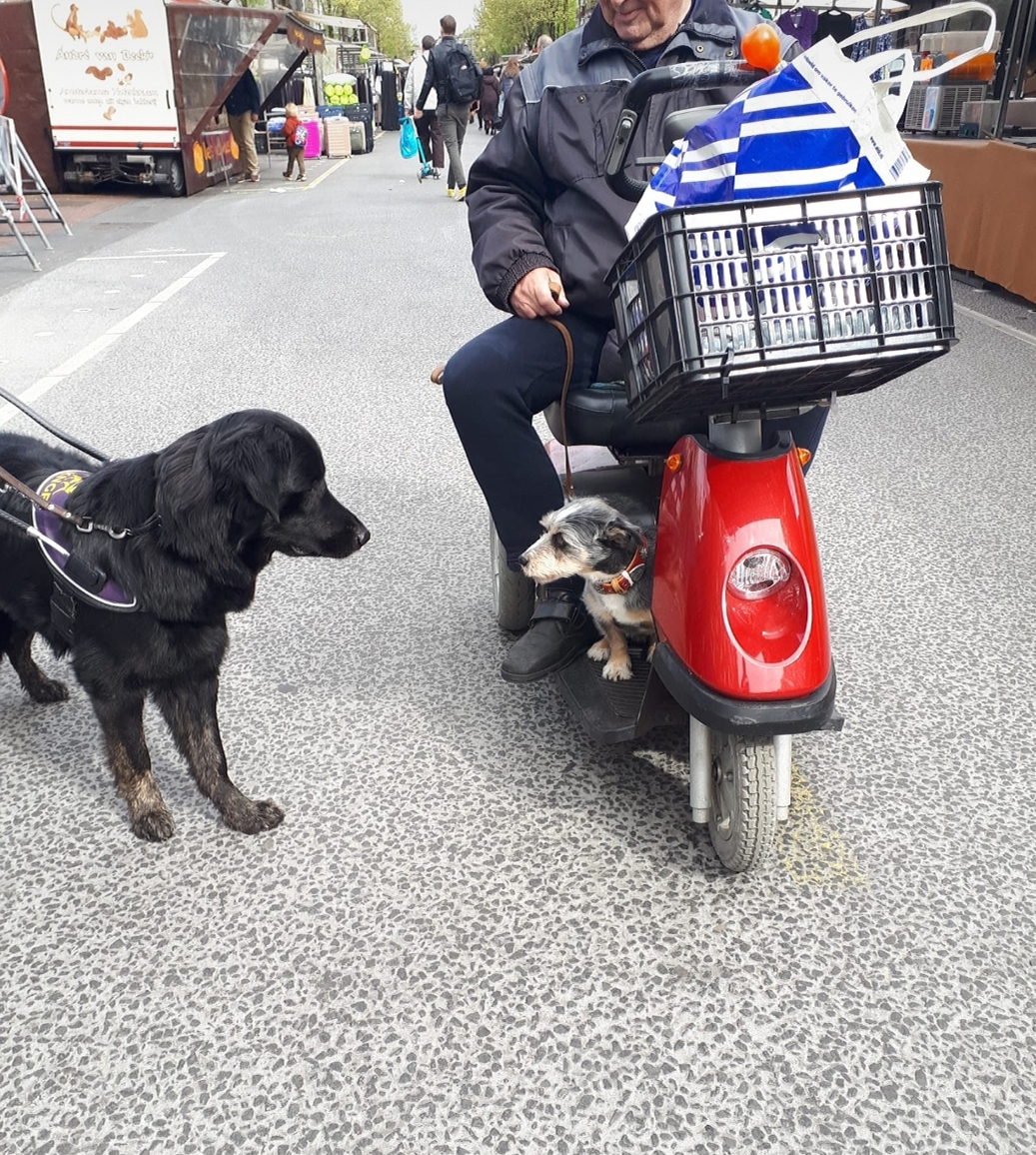 KeesTingeling's tweet photo. “Wat voor werk doe jij?” Ontmoeting op niveau
#training #geleidehond #Dappermarkt #Ischa @KNGFGeleidehond @irmavanhoeven https://t.co/rG2GM3PgqO