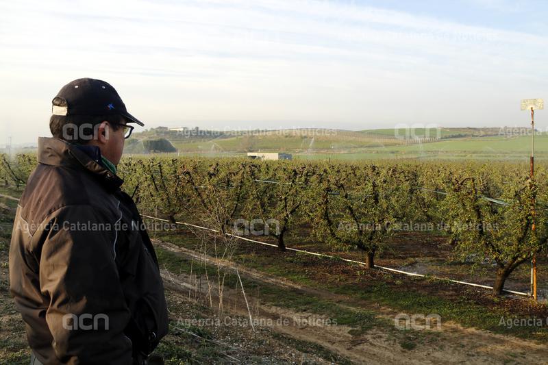 ACNponent's tweet photo. . @uniopagesos insisteix que calen #ajutsdirectes al sector de la #fruita dolça per evitar l'abandonament d'explotacions. El sindicat diu que tot i que el 85% de terres estan assegurades per les #gelades molts #pagesos no rebran indemnització https://t.co/rcbSs8tuIp https://t.co/Ia58PbV409