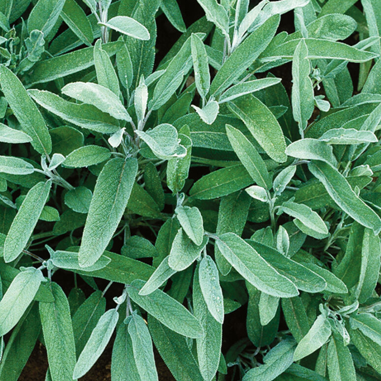 LOCOFOODUAE's tweet photo. Organic sage from LocoFood farms in Al Hayer, UAE

LocoFood Box delivery schedule:
Mondays - Dubai
Wednesdays - Abu Dhabi
Thursdays - Al Ain

Order weekly delivery at https://t.co/9rawEqL5U6 / 050-2278848

@locofooduae #alwayslocal #alwaysorganic https://t.co/BNwaK6KK1z
