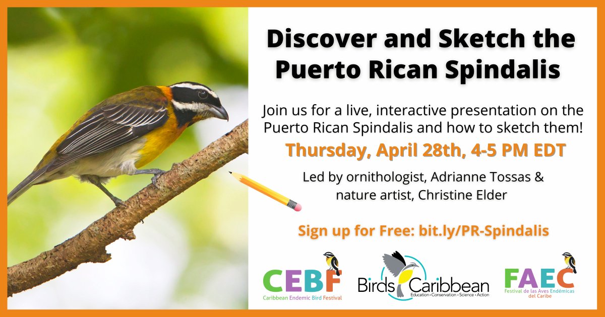 Birds Caribbean tweet media
