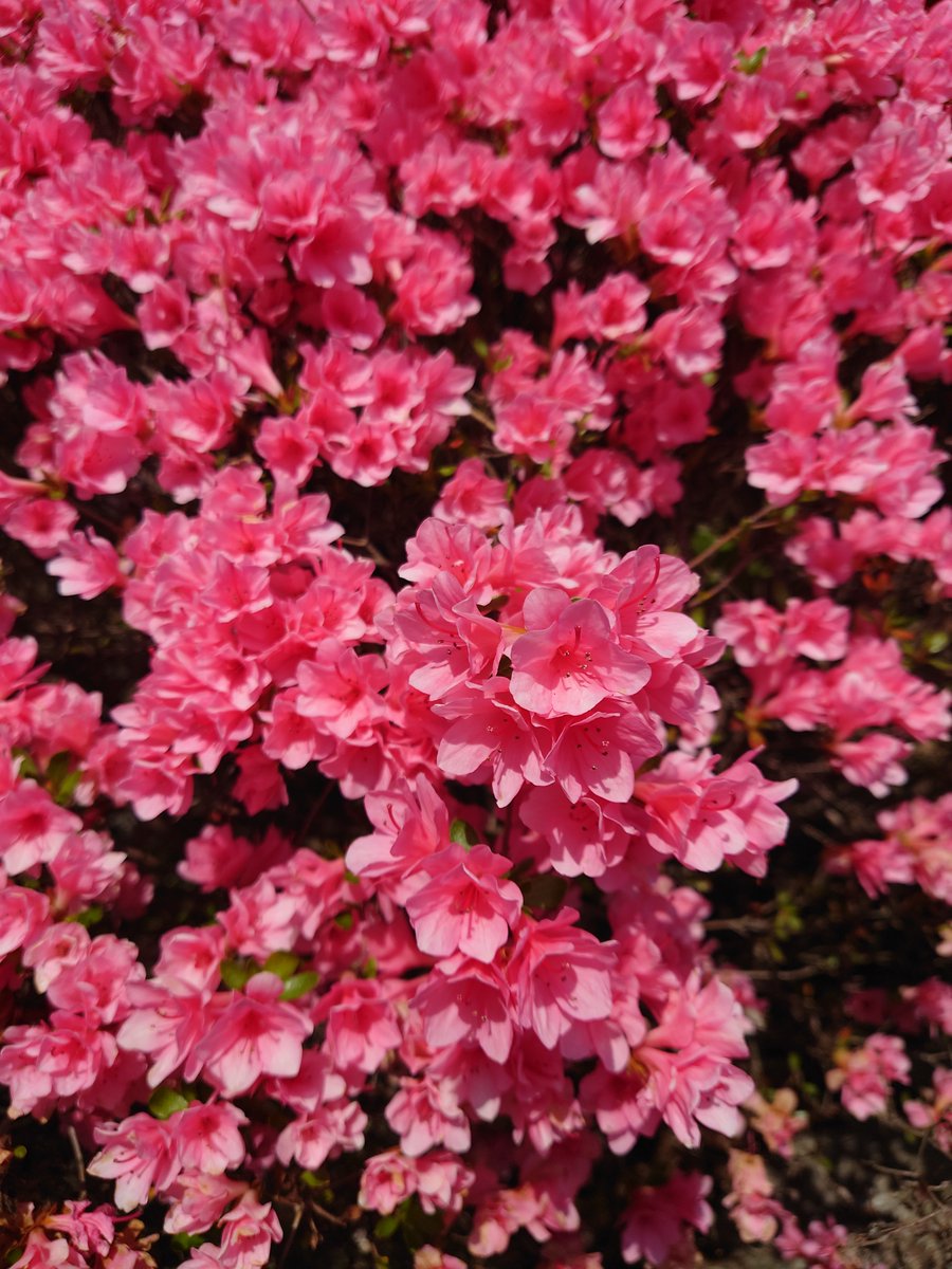 黒くまぷりん＠検索１位趣味ブロガー tweet media