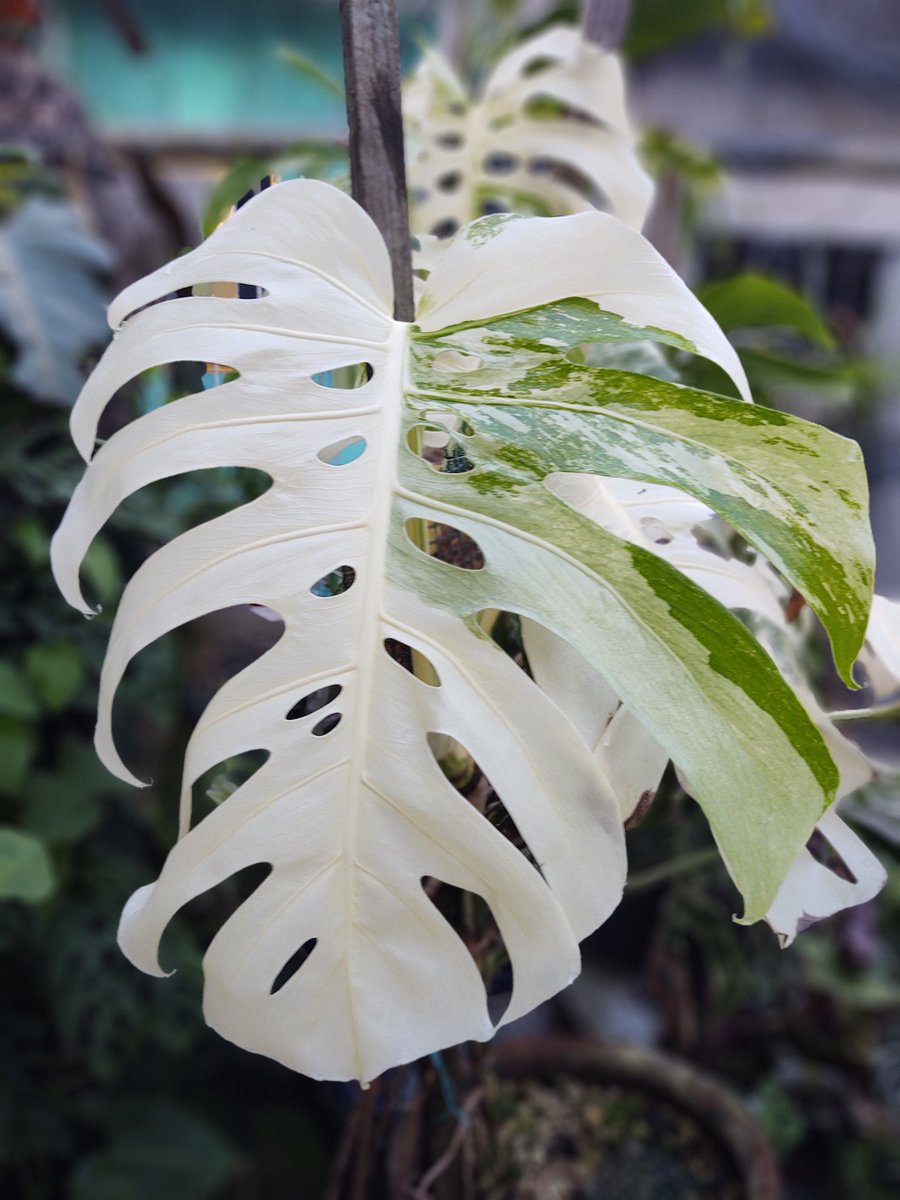 Monstera deliciosa variegada.
Es una chulada, una planta que mas allá de su valor monetario, tiene algo enigmático que no te deja hacerle cortes, su imponencia hace que la respetes 🙂
