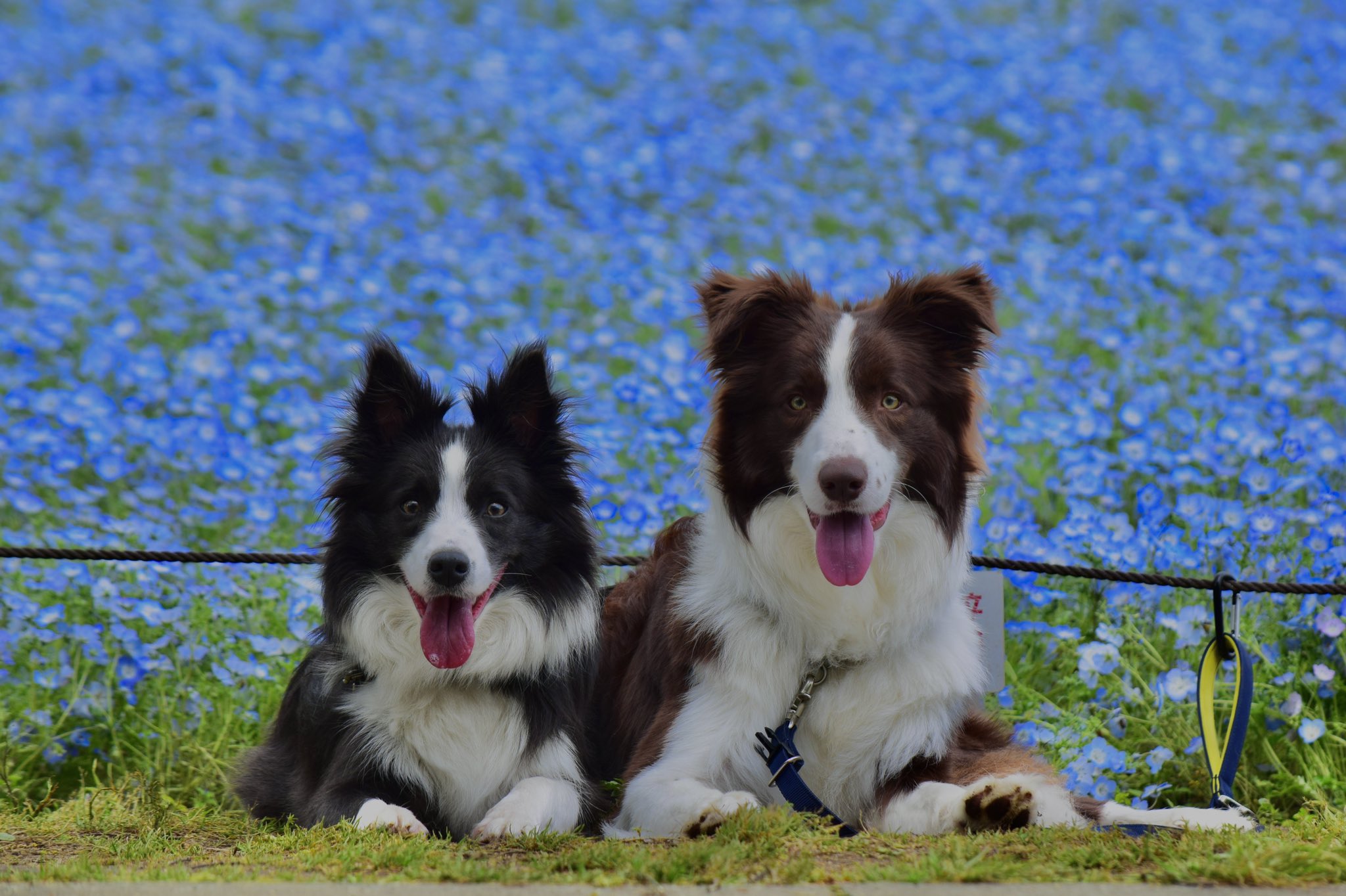 O Xrhsths ぼすけちゃんねる Sto Twitter 昨日のベストショット ボーダーコリー ボダコ T Co 0lx4y1m381 Twitter