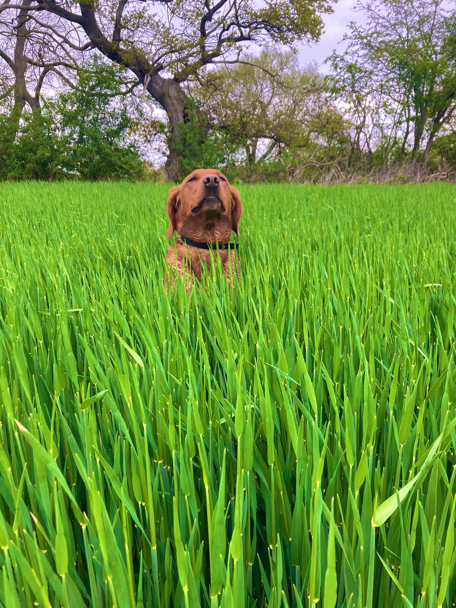 W.Barley motoring as we approach T2 timing according to the Lab. #EastMidsAgronomy