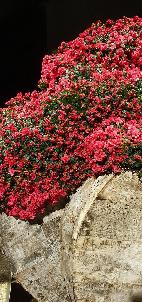 BrunoGobin's tweet photo. Prachtige bloemstukken en een mysterieus woud midden in het kuipke in Gent.
T is de moeite waard deze editie
#floralien https://t.co/Onda6SyHDN