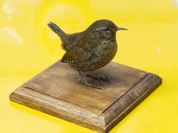 浜口標本 鳥類 哺乳類 剥製制作