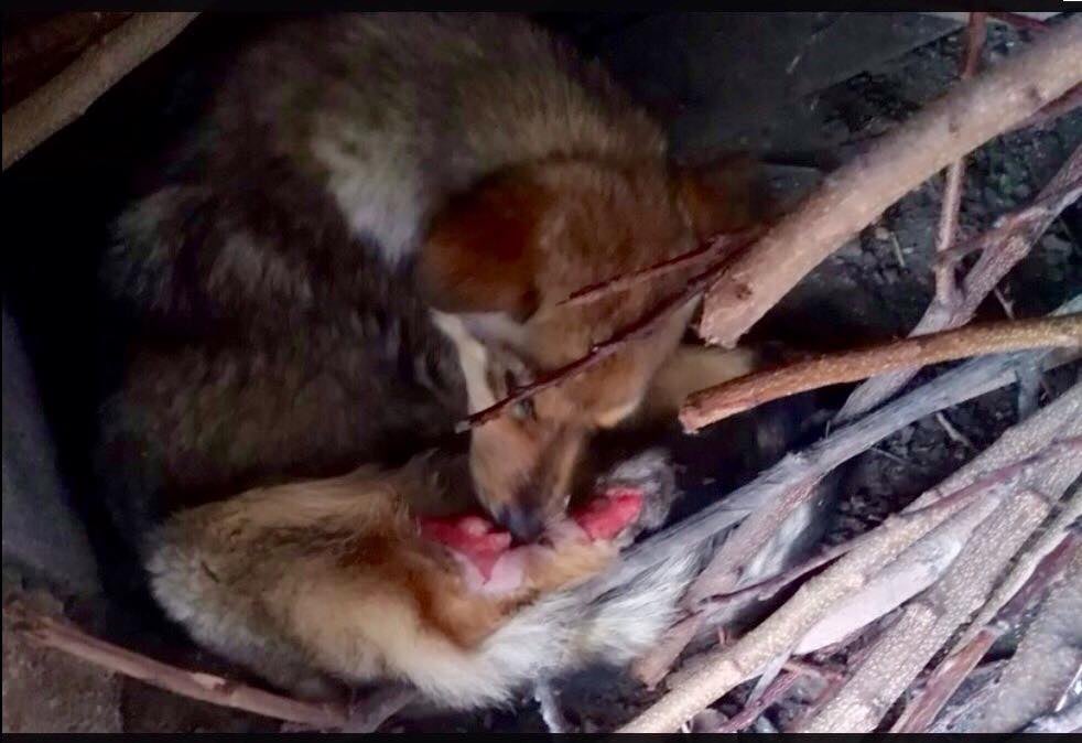 ROLDA Org tweet media