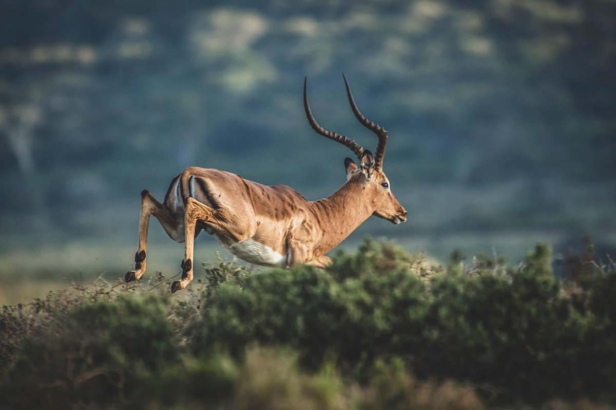 viperarcheryusa's tweet photo. Shoot or Pass on this one? 🏹 Comment Below. 

#deerhunting #whitetailbuck #huntingislife #viperarcheryproducts #archery #archerysights #viperarcherysights #viperarcheryscopes #archerylife  #archeryseason #bowhunting  #archerylifestyle #bowhunter #deerhunt https://t.co/1dBxXgIZHN