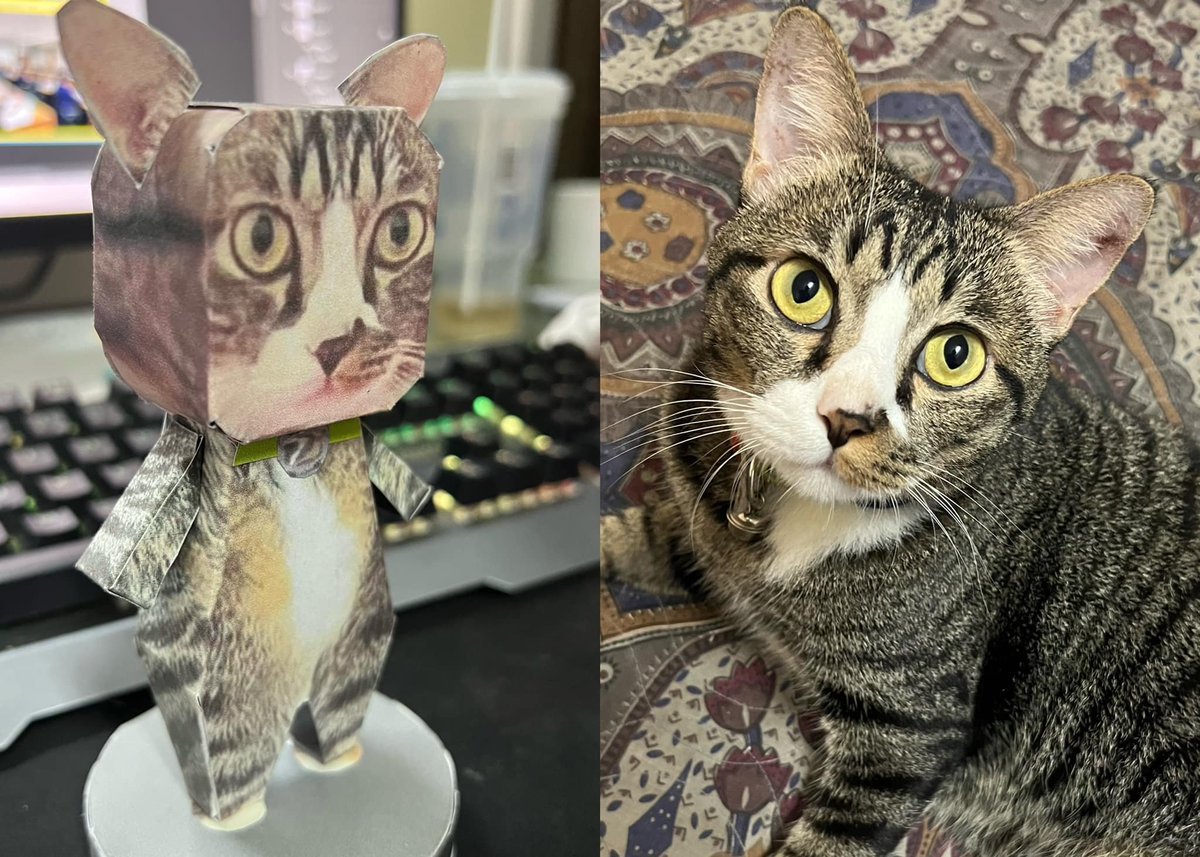 TranslatedCats's tweet photo. Just seeing your face makes me feel refreshed. https://t.co/7NwAYD3thg