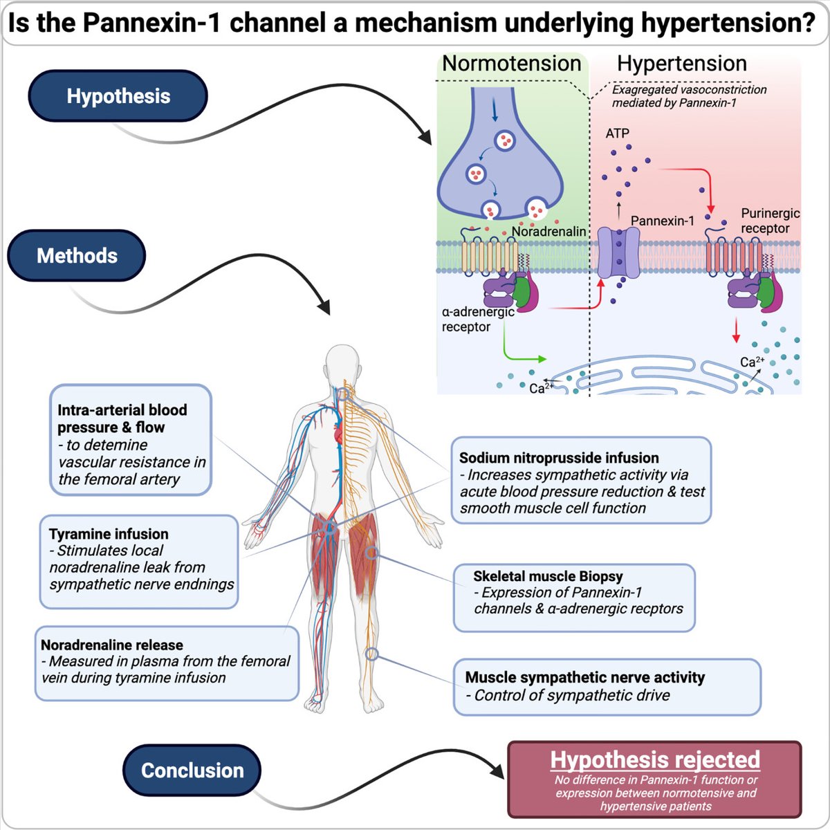 Hypertension (@hyperaha) on Twitter photo Is the Pannexin-1 channel a mechanism underlying hypertension in humans? A Translational study of human hypertension <a href="/lgliemann/">Lasse Gliemann</a> <a href="/808sophie/">Sophie Møller</a>
ahajournals.org/doi/10.1161/HY… Is the Pannexin-1 channel a mechanism underlying hypertension in humans? A Translational study of human hypertension <a href="/lgliemann/">Lasse Gliemann</a> <a href="/808sophie/">Sophie Møller</a>
ahajournals.org/doi/10.1161/HY…