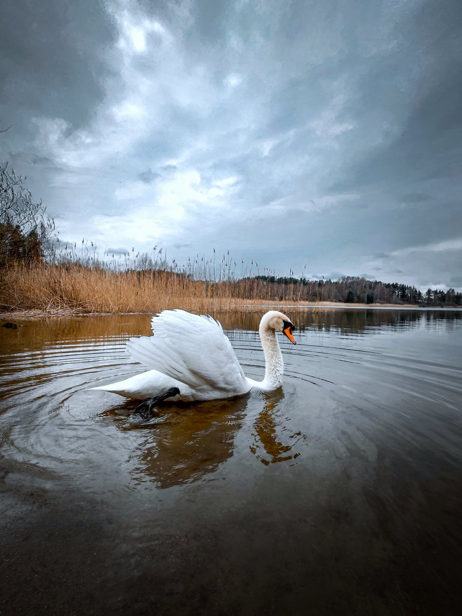 fotopawel's tweet photo. Pan Łabędź 🦢
#Warmia #Mazury #Polska #Xperia #mobilephotgraphy #fotografiamobilna #takenwithxperia #travelbyxperia @SonyPolska @sonyxperia https://t.co/4tenXOr9E4