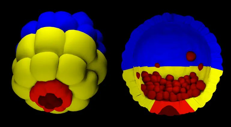 Undergraduate Biology/Digital Arts student researcher Laura Sheppard showing off her awesome 3D printed sea urchin embryo models!  She modeled those by hand!!