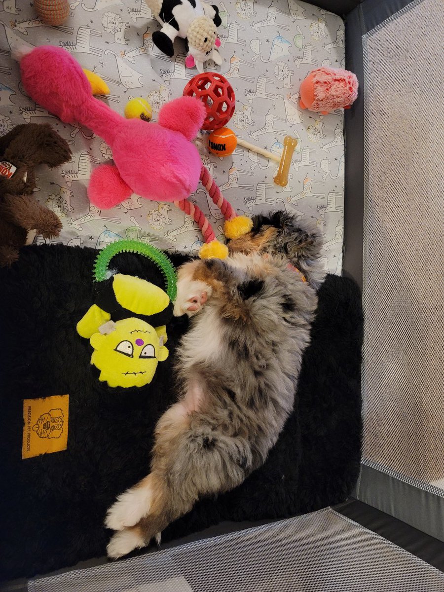 speumann's tweet photo. @WmDeanFrench Such a challenge when they’re so darn cute! #izzygirl #playpen #whentheysleep https://t.co/zEz8Z6KJJ5