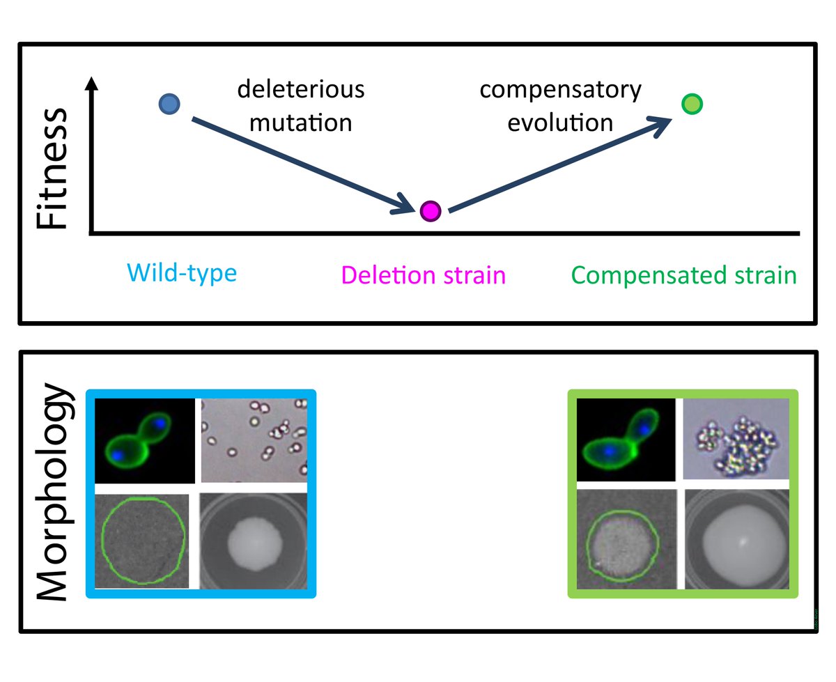 Balazs Papp lab (@balazs_papp_lab) on Twitter photo Do harmful mutations have a constructive role in evolution? 🤔
Our new paper in <a href="/NatureEcoEvo/">NatureEcoEvo</a> shows that various morphological features of the budding #yeast evolve as a by-product of harmful and subsequent compensatory mutations.
nature.com/articles/s4155…
1/9 Do harmful mutations have a constructive role in evolution? 🤔
Our new paper in <a href="/NatureEcoEvo/">NatureEcoEvo</a> shows that various morphological features of the budding #yeast evolve as a by-product of harmful and subsequent compensatory mutations.
nature.com/articles/s4155…
1/9
