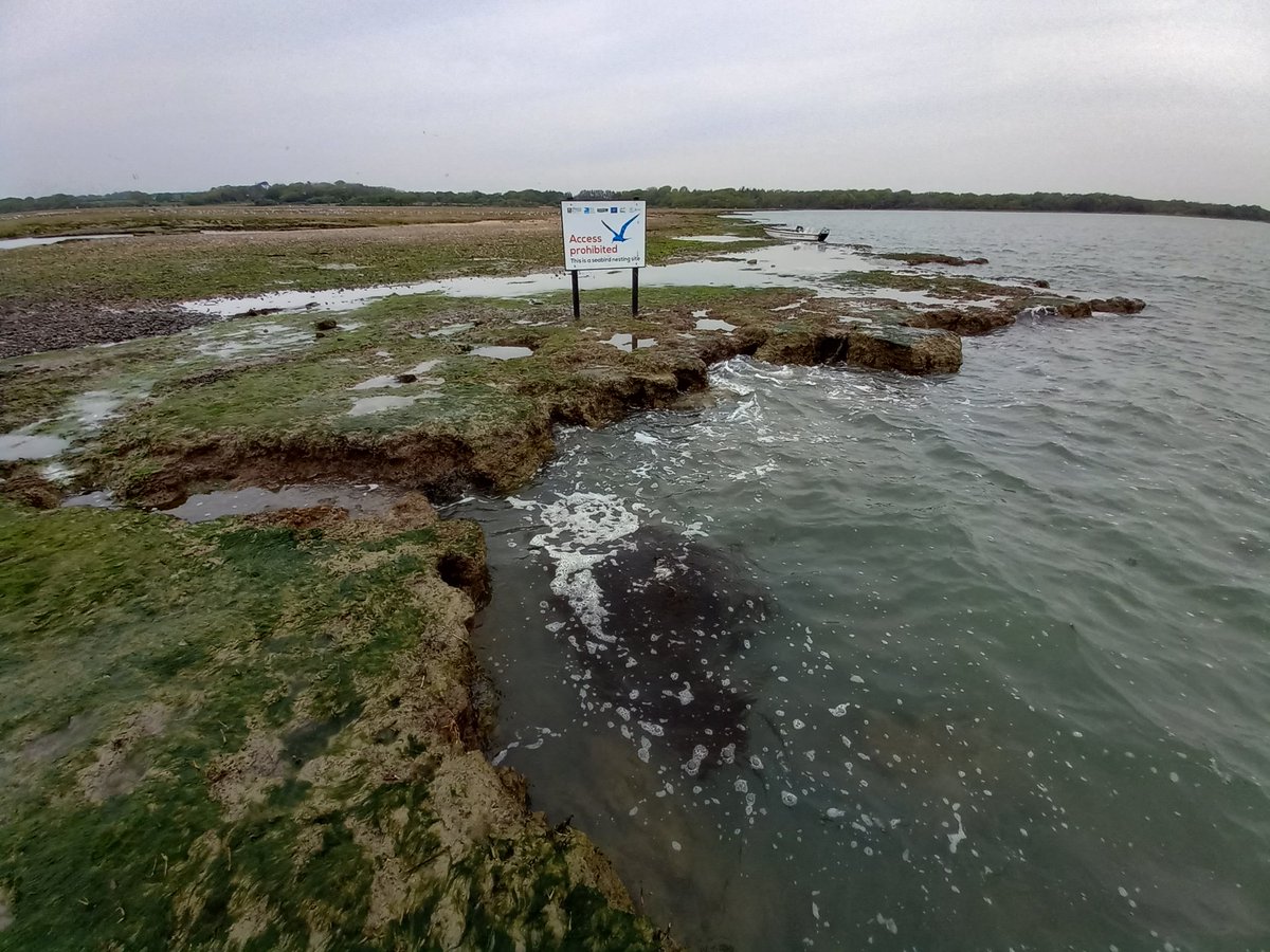 The offshore shingle islands &amp; salt marsh are internationally important areas for nesting seabirds. Landing on the islands is prohibited. Rangers have erected signs to highlight this and regularly patrol the islands to minimise disturbance and monitor these fragile bird colonies.