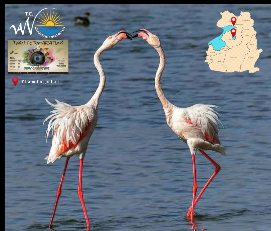 Van Gölü Havzasında Flaminyolar. #kultur #turizm #yarışma #maraton #fotografie #canon #Nikon
